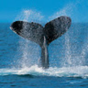 Meet your Posher, Scoota